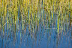 Water Grass